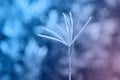 Gradient color fillter of Grass flower with light bokeh backgrounds Royalty Free Stock Photo