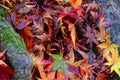 Gradient color season change maple leaves fallen on the ground Royalty Free Stock Photo