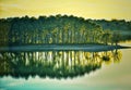 Reflection of trees in the lake at sunset. Toned. Symmetry, blur, green and yellow tones. Spain.