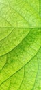 Gradient green color gradient leaf texture detail background close-up Royalty Free Stock Photo