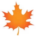 Orange maple leaf on white background