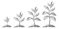 Gradual tree growth in the ground. Stages of growth from sprout to adult plant. Agriculture, gardening, nature concept