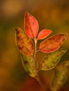 Gradually changing leaves