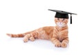 Graduate Graduation Cat Royalty Free Stock Photo