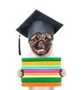 Graduated dog with books. isolated on white background Royalty Free Stock Photo