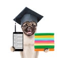 Graduated dog with books and smartphone. isolated on white background Royalty Free Stock Photo