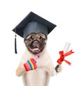 Graduated dog with diploma. isolated on white background Royalty Free Stock Photo