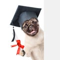 Graduated dog with diploma peeking from behind empty board. isolated on white background Royalty Free Stock Photo