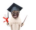 Graduated dog with diploma and pointing stick. isolated on white background Royalty Free Stock Photo