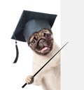 Graduated dog holding a pointing stick and points on empty banner. isolated on white background Royalty Free Stock Photo