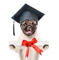 Graduated dog holds a diploma in his paws. isolated on white background Royalty Free Stock Photo