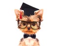 Graduated dog Royalty Free Stock Photo