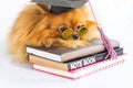 graduated Pomeranian dog Royalty Free Stock Photo