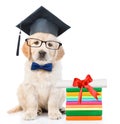 Graduated puppy with books and diploma. isolated on white background Royalty Free Stock Photo
