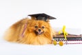 graduated dog Royalty Free Stock Photo