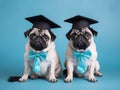 Graduated two pugs with light blue shiny bow\'s , two pugs graduated studio Photo, Light Blue Studio background
