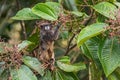 Graells`s Black-mantle Tamarin- Saguinus nigricollis graellsi