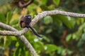 Graells`s Black-mantle Tamarin- Saguinus nigricollis graellsi