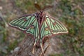 Night butterflies or moths in their environment.