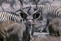 Graeter kudu Royalty Free Stock Photo