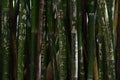 Graffiti Bamboo