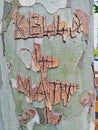 Graffiti Carved in Flaking Bark Royalty Free Stock Photo