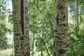 Graffiti carved into the trunks of aspen trees Royalty Free Stock Photo