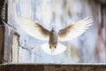 graffiti of a dove flying on a city wall