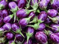 Graffiti eggplants with white stripe on glossy purple skin