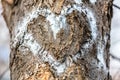 Graffiti heart on the bark of a tree