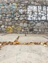 Graffiti stone wall and sidewalk tiles. Royalty Free Stock Photo