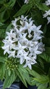 Graffiti white star flower Pentas