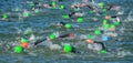 Competitors swimming in at the end of the swimming stage at the beginning of Triathlon.