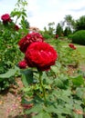 Grafin Von Hardenberg Rose