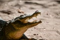 Katchikally Crocodile Pool in Gambia