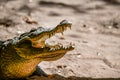 Katchikally Crocodile Pool in Gambia