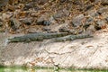 Katchikally Crocodile Pool in Gambia