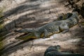 Katchikally Crocodile Pool in Gambia