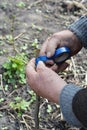 Graft fruit tree. Grafting fruit tree with grafting tape. Grating tree branch.