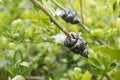 Graft on green lemon branch, agricultural technique