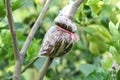 Graft of the tree Royalty Free Stock Photo