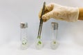 Graftage of micro plants in laboratory of biotechnology for in vitro cultivating in test tube