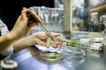 Graftage of microplants in laboratory of biotechnology