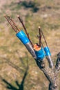 Grafted apricot tree onto plum using the cleft method. Scion and rootstock, agrotechnical measures