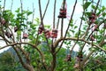 Grafted branch is agricultural technique