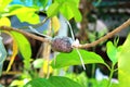 Grafted branch in cloning plant technique