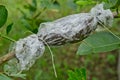 Grafted branch in cloning plant