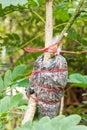 Grafted branch Royalty Free Stock Photo