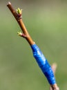 Grafted branch on a fruit tree in spring. Royalty Free Stock Photo