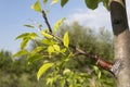 The grafted branch of a pear